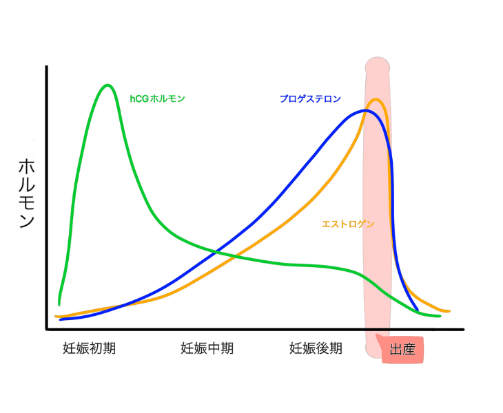 女性ホルモンの変化について説明している画像。
