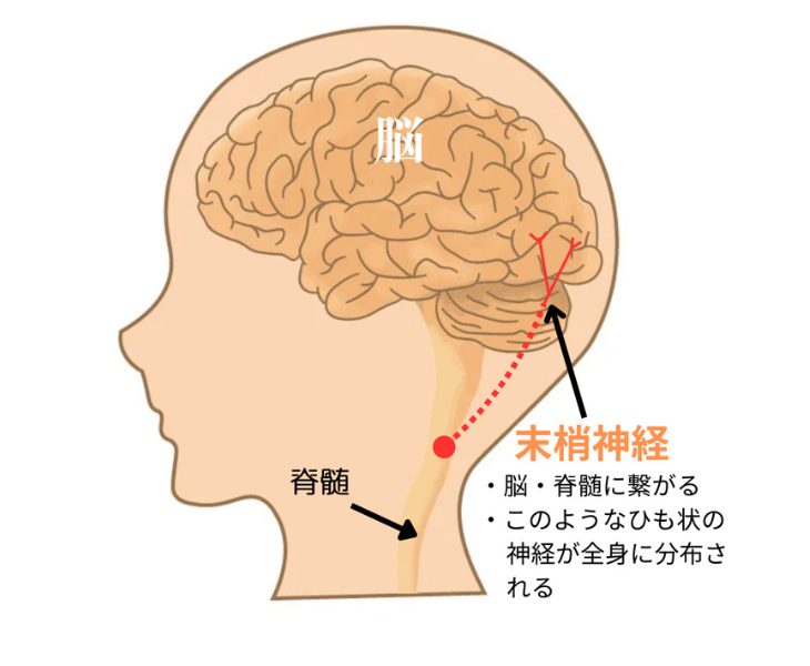 刈谷市で頭痛の原因について説明している画像。