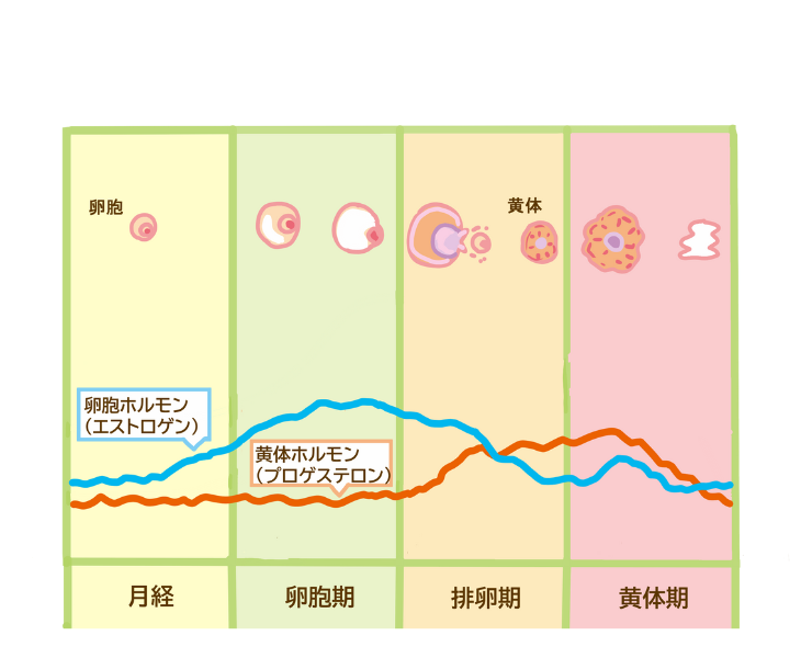 女性ホルモンについて詳しく説明している画像。