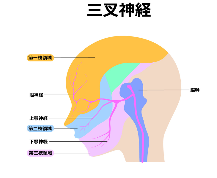 刈谷市で顎関節症の原因は三叉神経と説明している画像。